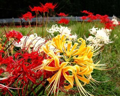 忘川河彼岸花|彼岸花（石蒜科石蒜属的多年生草本植物 ...